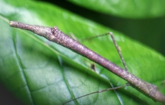 Planososibia esacus