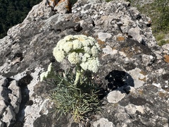 Peucedanum officinale