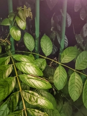 Planososibia esacus