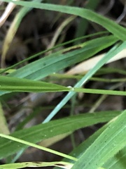 Bromus ramosus