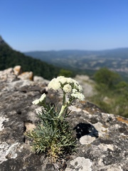 Peucedanum officinale