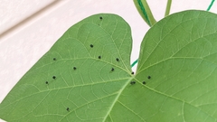 Agrius convolvuli