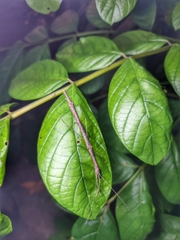 Planososibia esacus