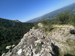 Peucedanum officinale