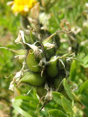 Astragalus cicer