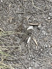 Sceloporus bicanthalis