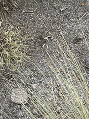 Sceloporus bicanthalis