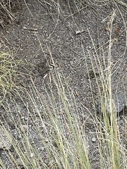 Sceloporus bicanthalis