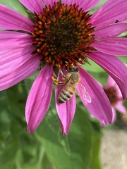 Apis mellifera