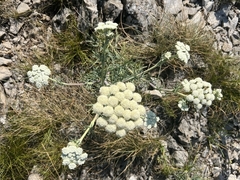 Peucedanum officinale