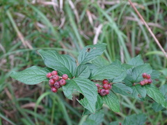 Cotoneaster konishii