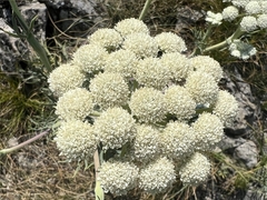 Peucedanum officinale