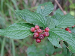Cotoneaster konishii