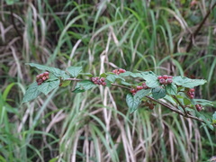Cotoneaster konishii