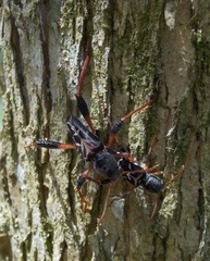 Neoclytus araneiformis