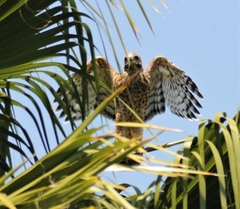 Buteo lineatus