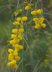 Acacia merinthophora
