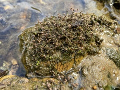 Podostemum ceratophyllum