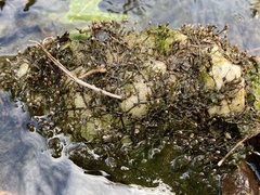 Podostemum ceratophyllum