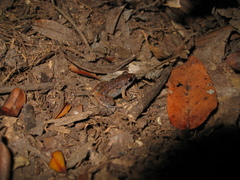 Adenomera hylaedactyla