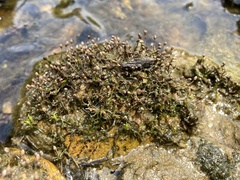 Podostemum ceratophyllum