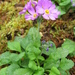 Primula modesta - Photo (c) Σ64, algunos derechos reservados (CC BY-SA)