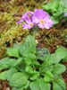 Primula modesta - Photo (c) Σ64, some rights reserved (CC BY-SA)