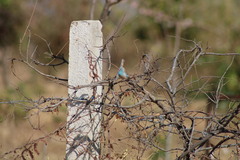 Uraeginthus cyanocephalus