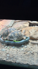 Geochelone