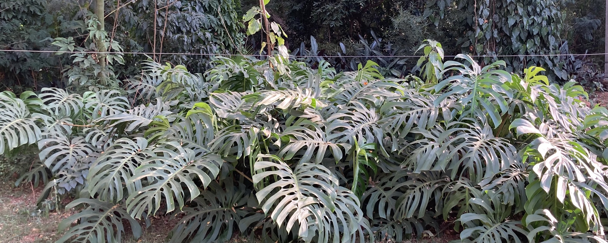 Monstera deliciosa