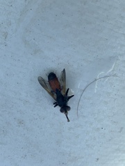 Cylindromyia bicolor