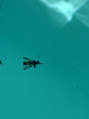 Cylindromyia bicolor