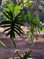 Philodendron mayoi