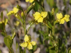 Goodenia vernicosa