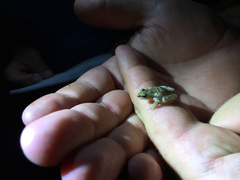 Pseudacris clarkii