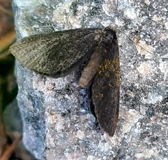 Odezia atrata