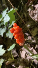 Arum maculatum