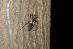 Acanthaspis westermanni