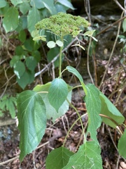 Hydrangea cinerea