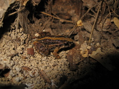 Adenomera hylaedactyla