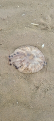 Chrysaora hysoscella