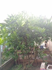 Zasmidium citrigriseum