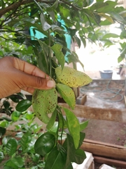 Zasmidium citrigriseum