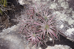 Encholirium