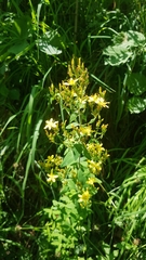Hypericum hirsutum