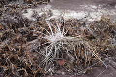 Tillandsia streptocarpa