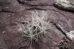 Tillandsia streptocarpa