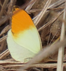 Colotis auxo