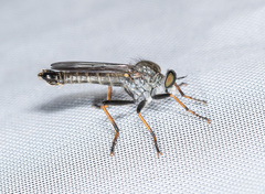 Neomochtherus geniculatus