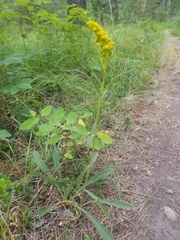 Solidago spathulata